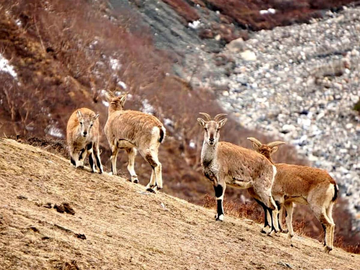 Dhorpatan Hunting Reserve Trek