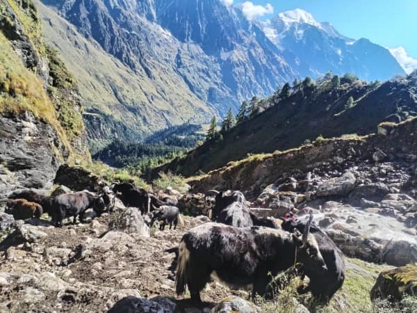 Manaslu Circuit Trek 12 Days