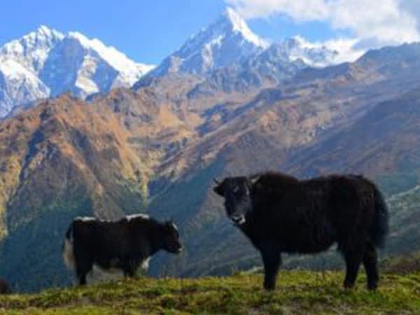 Khopra Ridge and Khair Lake Trek- 11 Days